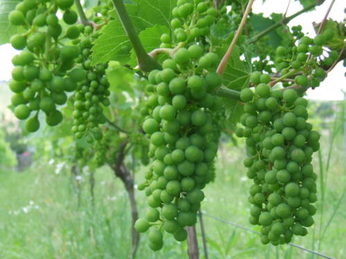 Winnica Żerkowice